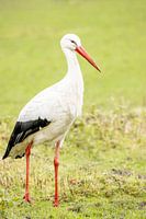 Storch