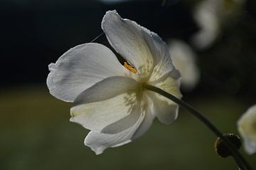 witte anemoon, met spinrag, in de zon sur Clementine aan de Stegge