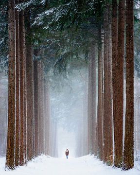 Spaziergang im Schnee zwischen hohen Kiefern | Naturfotografie im Wald von Marijn Alons