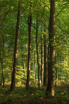 Sonnenaufgang im Wald -Sterrenbos Paterswolde Groningen (Niederlande)