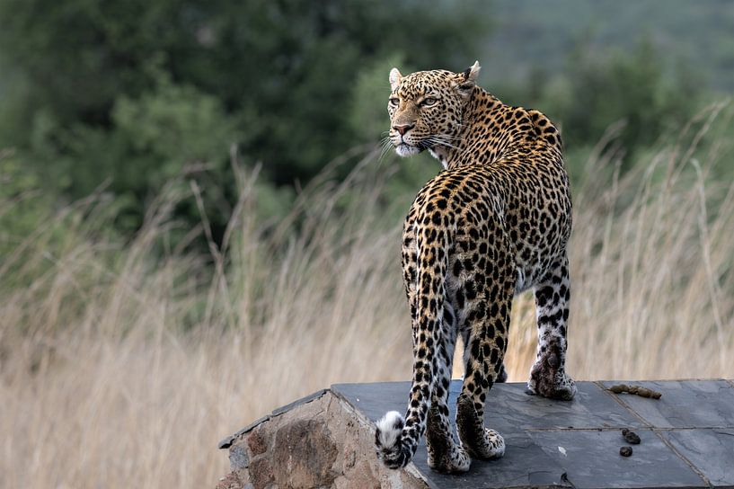 Leopard in Pilanusberg Südafrika von Lex van Doorn