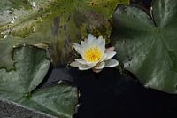 A beautiful water lily in the water