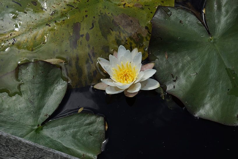 A beautiful water lily in the water by Sannepouw_photography