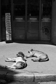 Hunde, Edessa Griechenland von André Bouterse