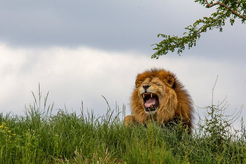 The king of the jungle by Yvon NL