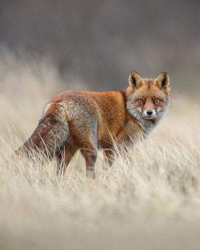 Fuchs