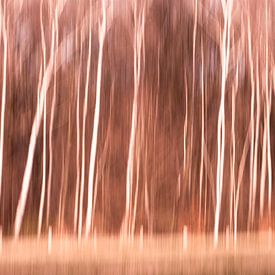 Abstracte bomen bewogen beeld berken bos van Lucia Leemans