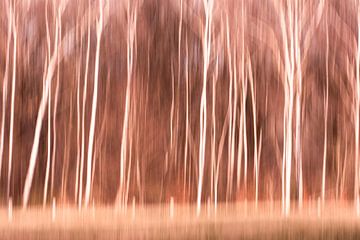 Abstracte bomen bewogen beeld berken bos van Lucia Leemans