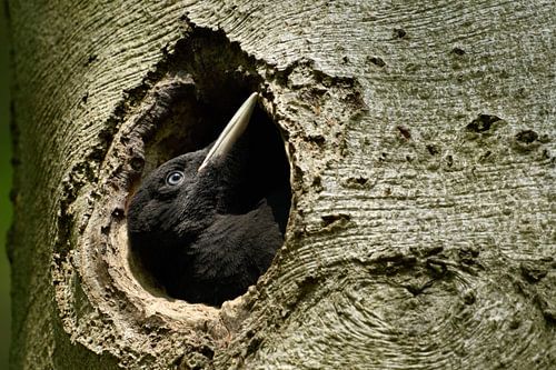 Zwarte specht ( Dryocopus martius ), jong vrouwtje, eenden in de nestgrot, wild, Europa.