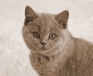 Britisch Kurzhaar in Sepia.
