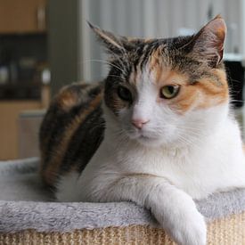 Wouter Nassen Profilfoto