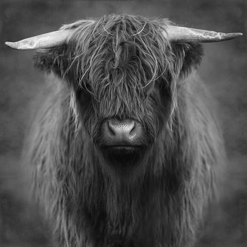 Highlander – Black& White Edition