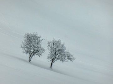 Bomen in sneeuw. van Cor Pot