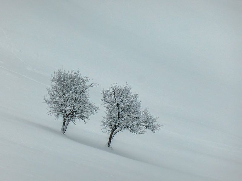 Bomen in sneeuw. von Cor Pot