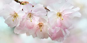 Japanese cherry blossom by Violetta Honkisz