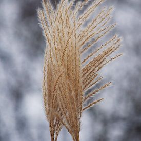 Grasplant in de wind van Ilse Rood