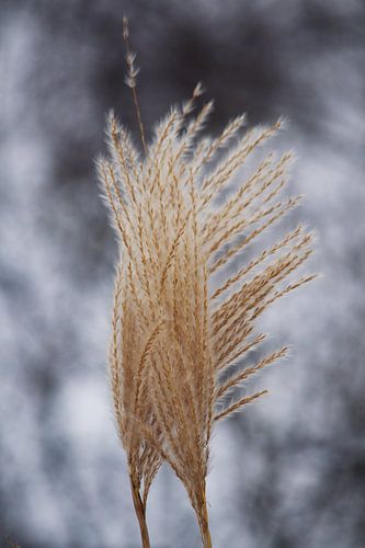 Grasplant in de wind von Ilse Rood