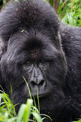 Zwischen Nebel und Bambus - Die Gorillas in den Virunga-Bergen