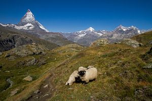 Bergschapen lopen in het Zwitserse landschap voor de Matterhorn  van Paul Wendels
