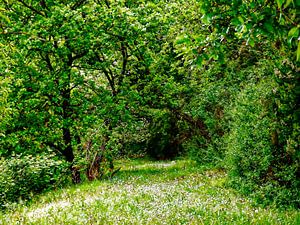 Up My Garden Path