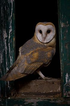 Geist der Finsternis