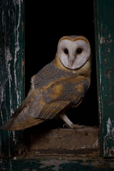 L'esprit des ténèbres par Tinus Kremer Fotografie