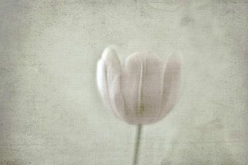 Tulpe von Marianna Pobedimova