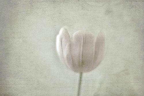 Tulipe