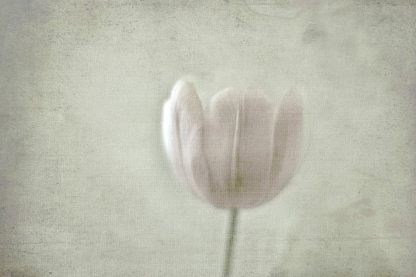 Tulip by Marianna Pobedimova
