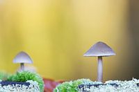 Paddenstoelen