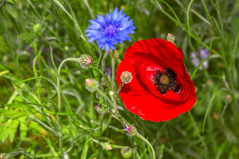 FLORA : RODE KLAPROOS van Photoart-Naegele