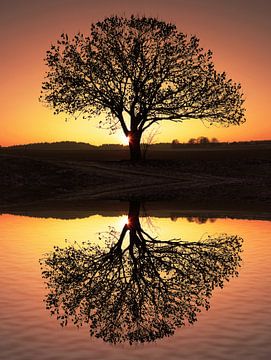 Kale boom bij zonsondergang met reflectie van SusaZoom