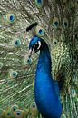 Showing off by Jo Beerens thumbnail