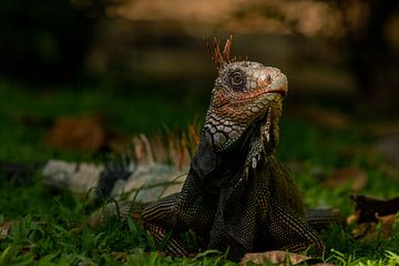 A green iguana in Puerto Jimenez, Costa Rica by Bjorn Donnars