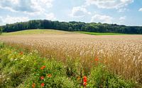 Wheatfield