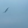 ICM - long exposure bird 6 by Erik Reijnders