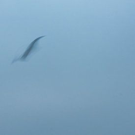 ICM - long exposure vogel 6 van Erik Reijnders