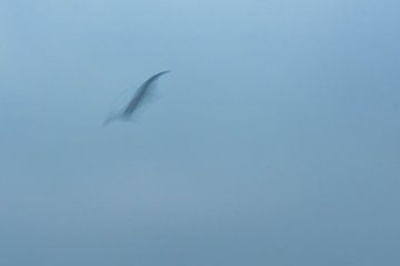 ICM - long exposure bird 6 by Erik Reijnders