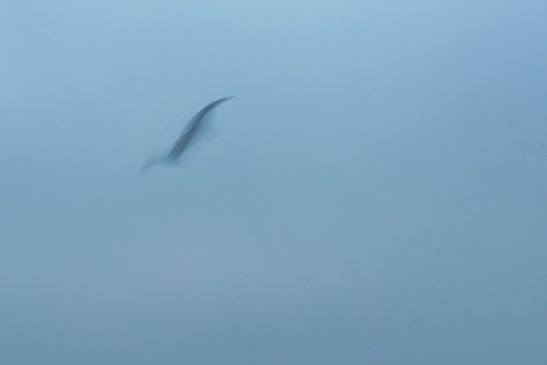 ICM - long exposure bird 6 by Erik Reijnders