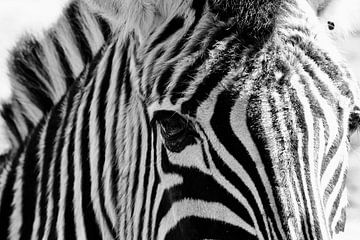 Ogen van zebra, zwart een wit foto