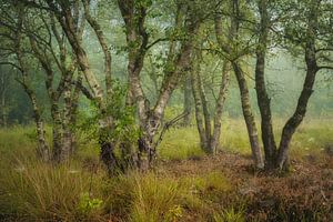 Birch forest in the fog