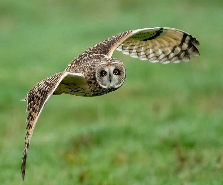 The short-eared owl's piercing gaze will stay with you forever. by Zeno Swijtink