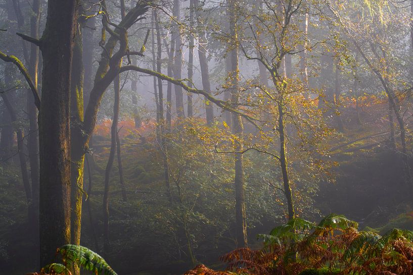 Fog and sunrise by Fred Louwen
