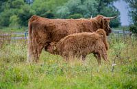 schotse hooglander met kalf
