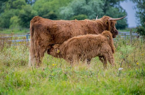 schotse hooglander met kalf