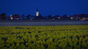 Church of Den Hoorn and Daffodils on Texel.