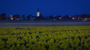 Kerk van Den Hoorn en Narcissen op Texel.