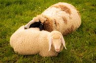 Zwei Schafe kuscheln liegend im Gras im Frühling mit voller Wolle von Dieter Walther Miniaturansicht