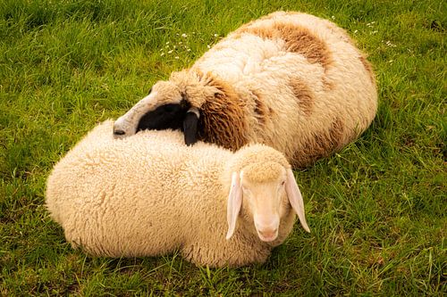 Two sheep cuddling lying in grass in spring with full wool