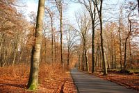 Veluwe in herfsttooi.
